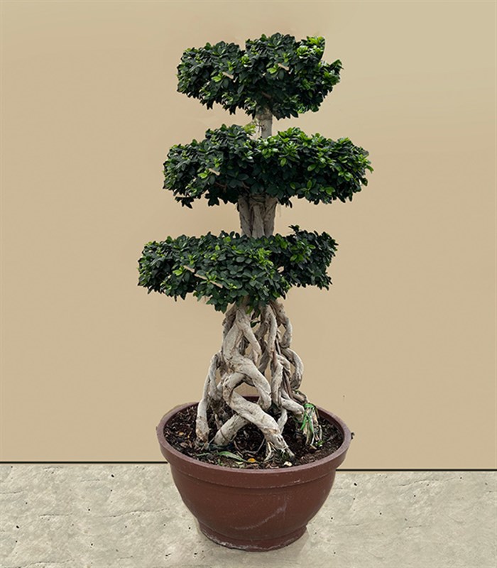 Ficus Bonsai Ginseng Retusa Ağacı