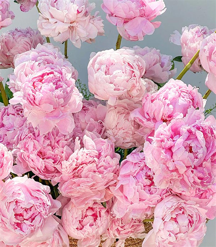 Grand Deluxe Sepette 50 Pembe Şakayık Aranjmanı