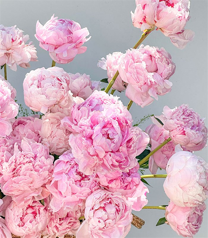 Grand Deluxe Sepette 50 Pembe Şakayık Aranjmanı