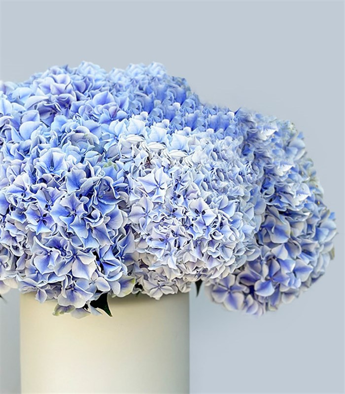 Bosphorus Krem Seramik Vazoda Ebruli Ortanca Aranjmanı