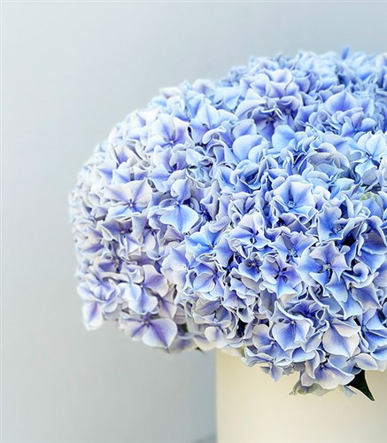 Marbled Hydrangea Arrangement in Bosphorus Cream Ceramic Vase