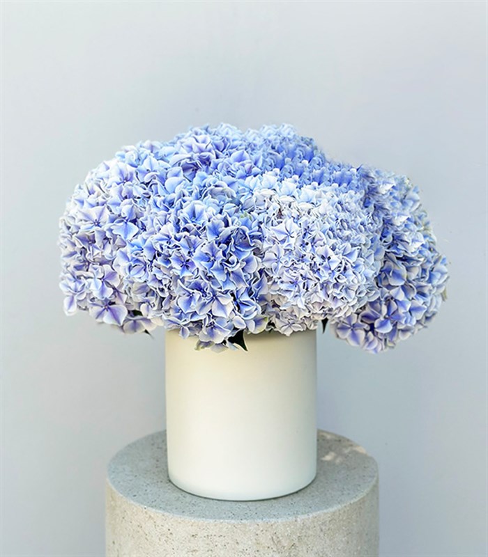 Bosphorus Krem Seramik Vazoda Ebruli Ortanca Aranjmanı