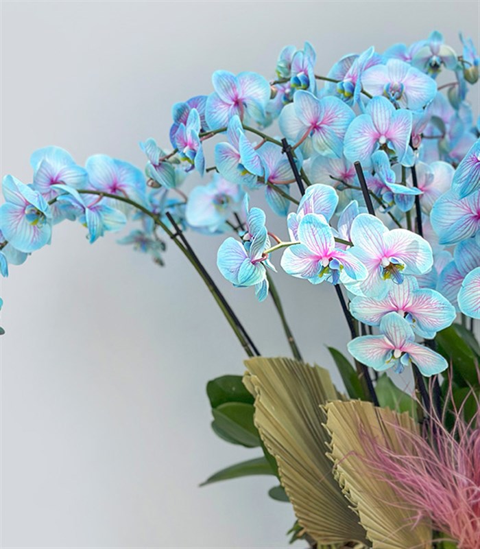 Royal Deluxe Eskitme Saksı 20 Dallı Orkide Mavi Pembe Orkide Bubble Gum