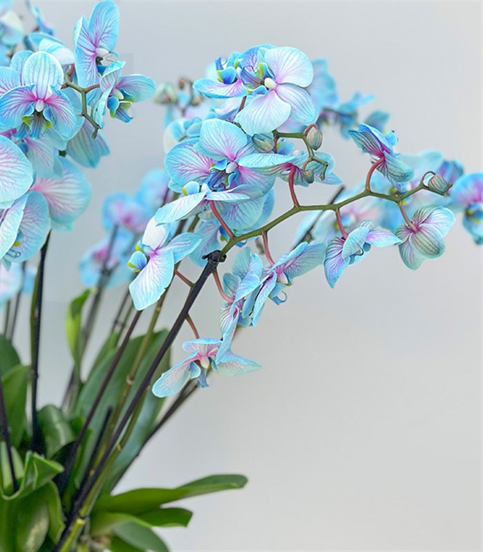 Royal Deluxe Eskitme Saksı 20 Dallı Orkide Mavi Pembe Orkide Bubble Gum