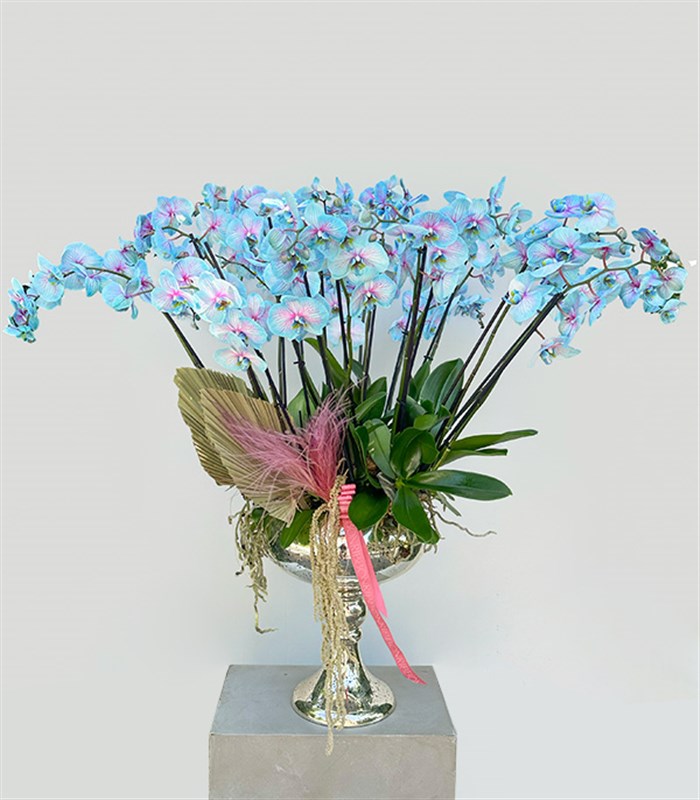 Royal Deluxe Eskitme Saksı 20 Dallı Orkide Mavi Pembe Orkide Bubble Gum