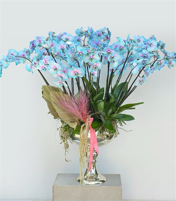 Royal Deluxe Eskitme Saksı 20 Dallı Orkide Mavi Pembe Orkide Bubble Gum