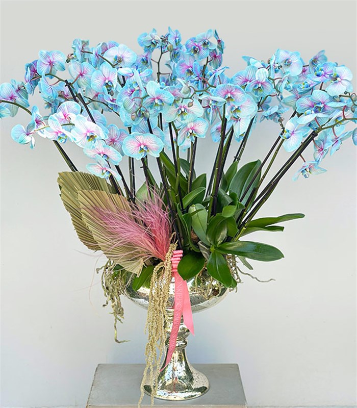 Royal Deluxe Eskitme Saksı 20 Dallı Orkide Mavi Pembe Orkide Bubble Gum