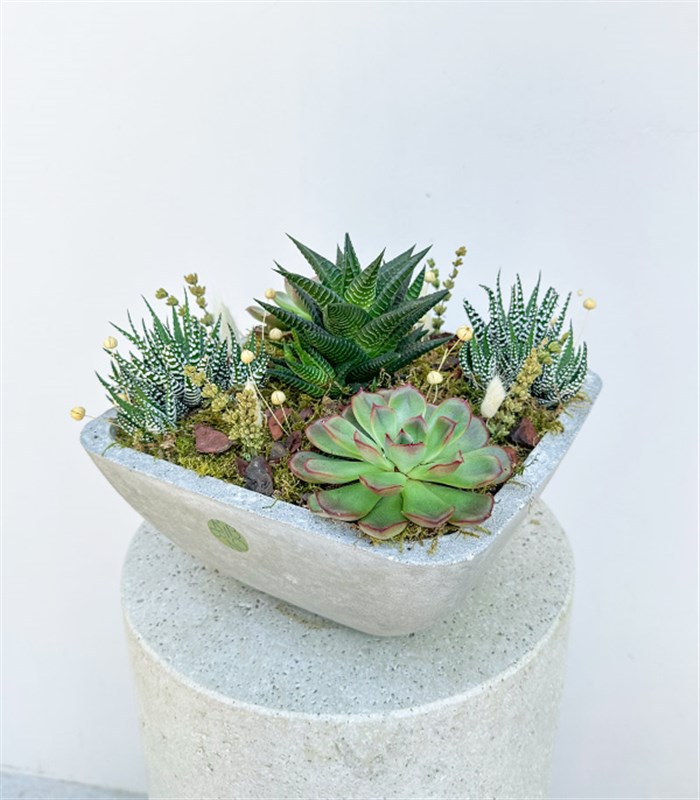 Beton Vazoda Sukulent Bahçesi Deluxe