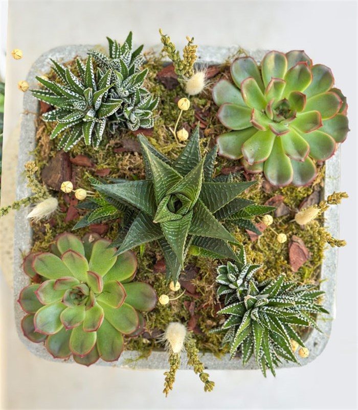 Beton Vazoda Sukulent Bahçesi Deluxe