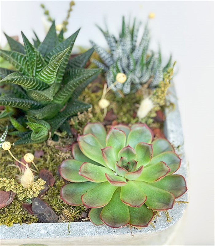 Beton Vazoda Sukulent Bahçesi Deluxe