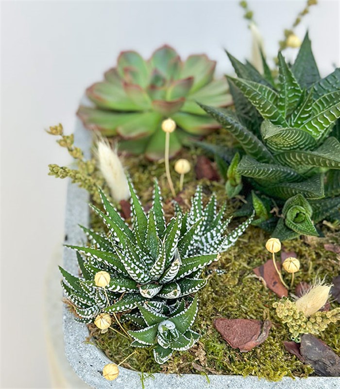 Beton Vazoda Sukulent Bahçesi Deluxe