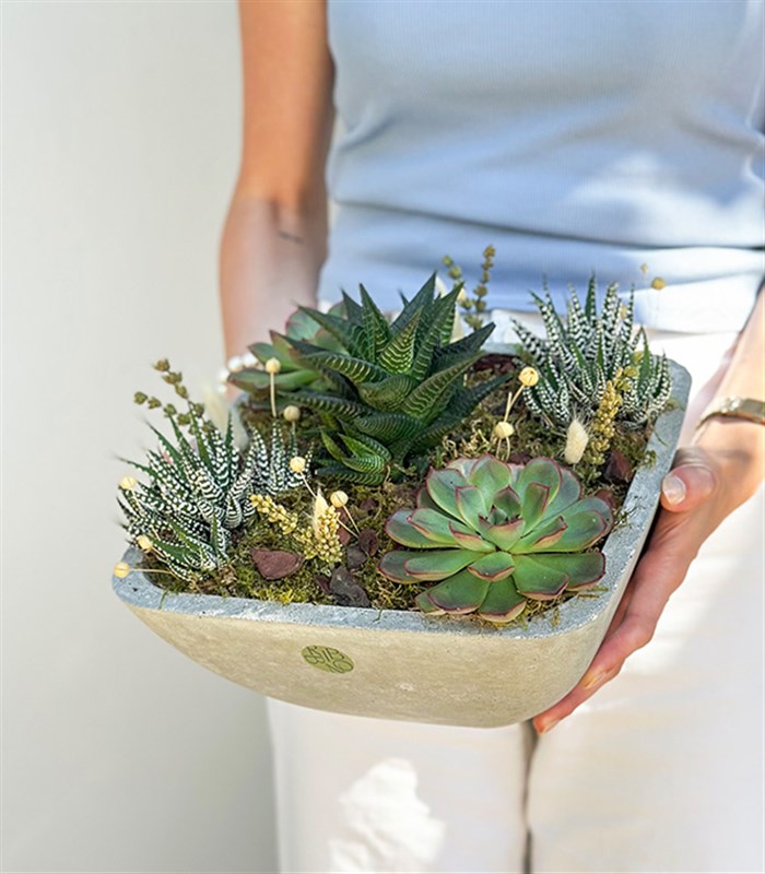 Beton Vazoda Sukulent Bahçesi Deluxe