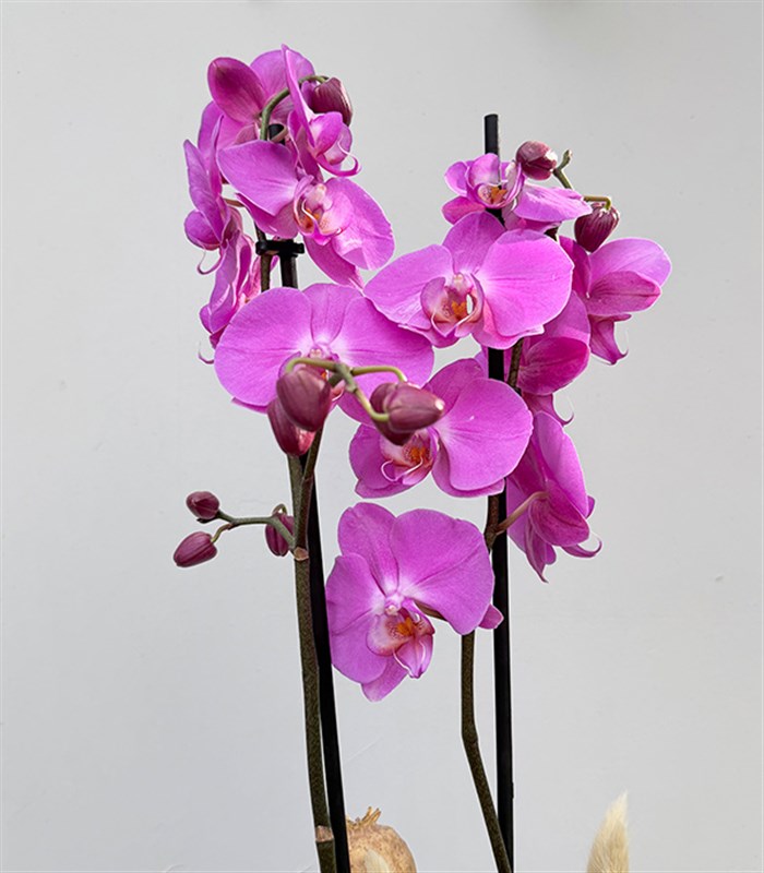 Luxe Pudra Seramik Vazoda Fuşya Orkide