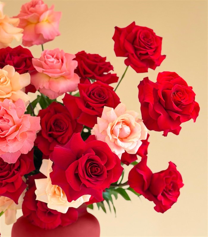 Together Deluxe Seramik Bordo Vazoda Pembe Kırmızı Gül Aranjmanı