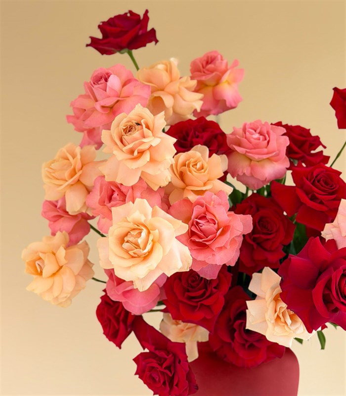 Together Deluxe Seramik Bordo Vazoda Pembe Kırmızı Gül Aranjmanı