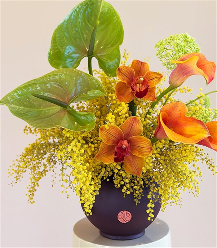 Maison Terra Seramik Vazoda Cymbidium Orkide Mimoza Aranjmanı