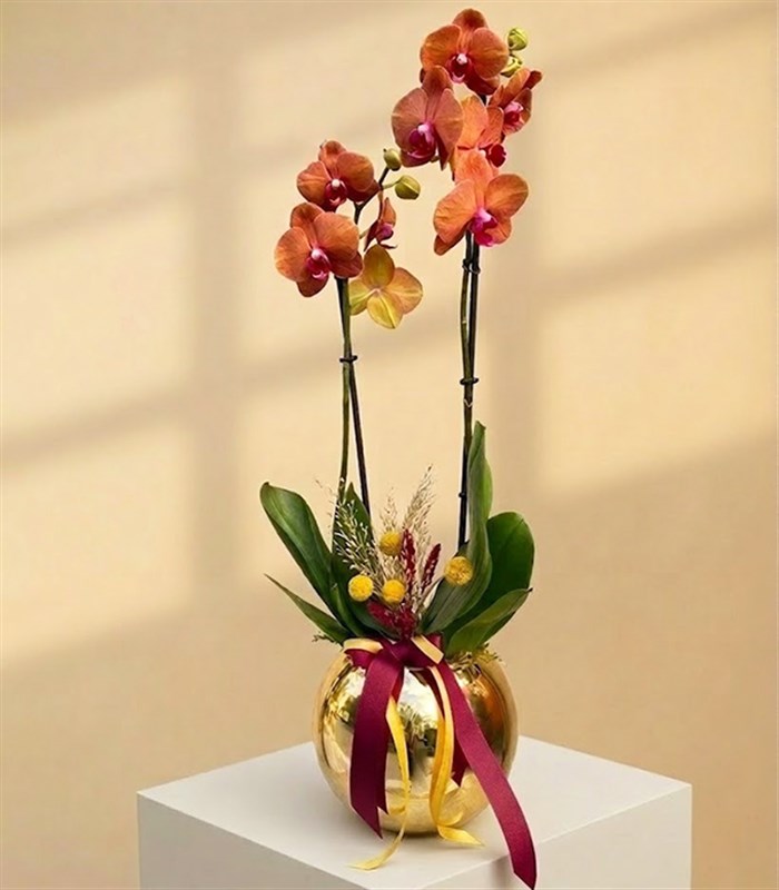Luxe Gold Vazoda Orkide Narçiçeği 2 Dallı