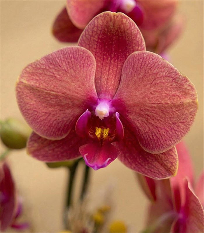 Luxe Gold Vazoda Orkide Narçiçeği 2 Dallı