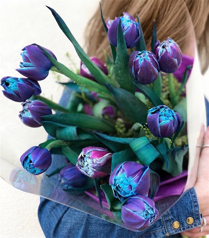 15 Galaksi Lale Buketi