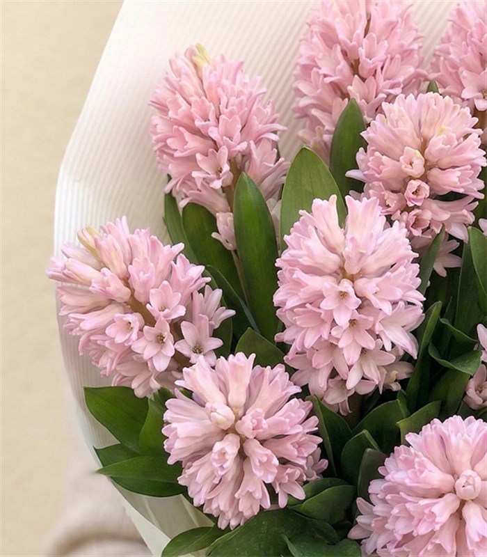 Pembe Sümbül Buketi