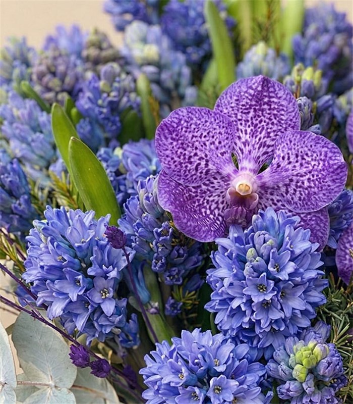 Amy Winehouse Deluxe Vazoda Sümbül Aranjman