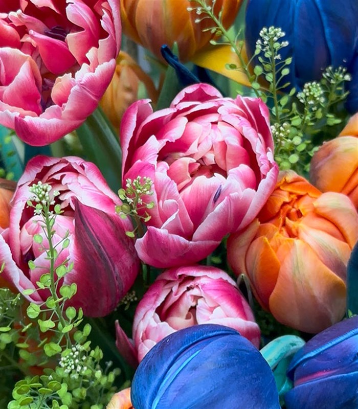 Rengarenk 60Lı Grand Pembe Turuncu Lale Havuzu Galaksi Laleli