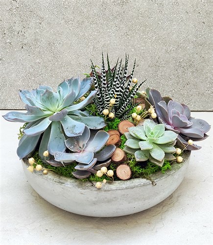 Succulent Garden Circle Deluxe
