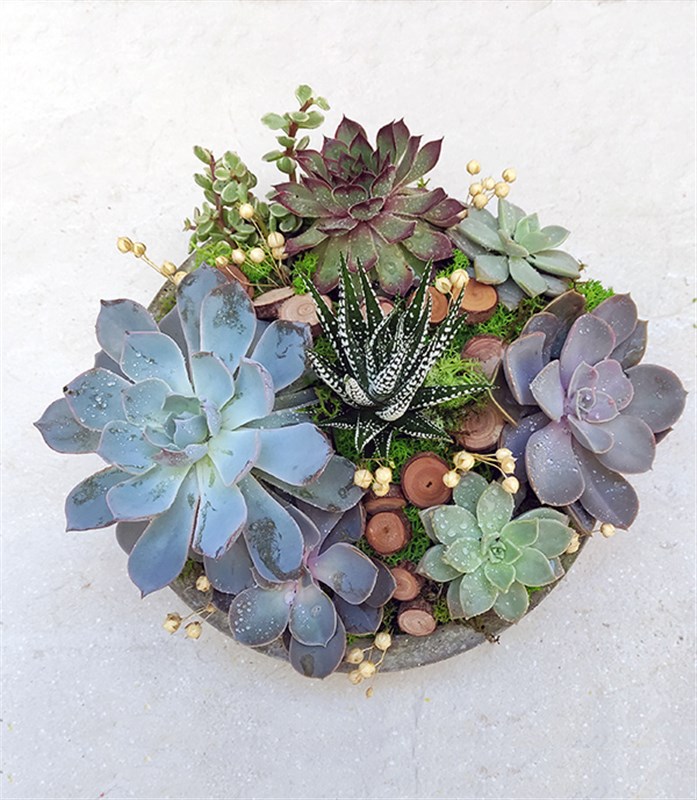 Sukulent Bahçesi Circle Deluxe