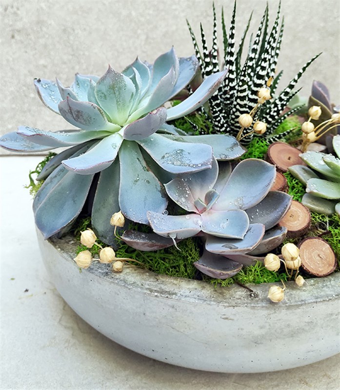 Sukulent Bahçesi Circle Deluxe
