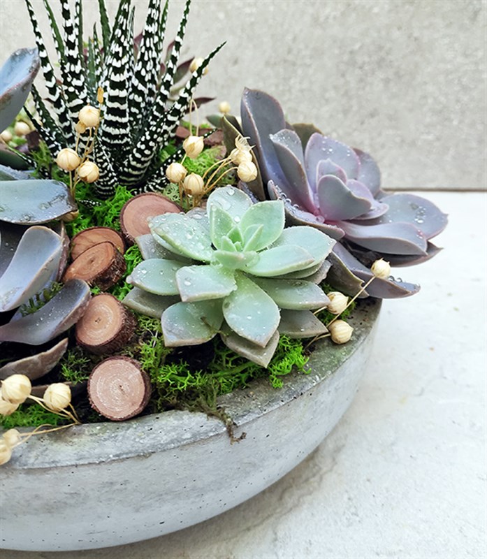 Sukulent Bahçesi Circle Deluxe