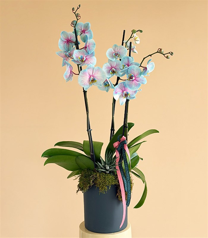 Blue Orchid Succulent Anthracite Vase