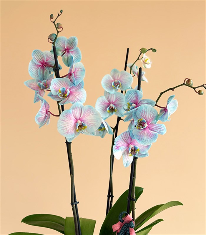 Blue Orchid Succulent Anthracite Vase