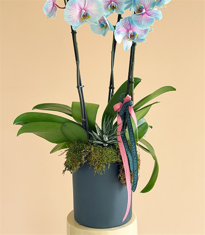 Blue Orchid Succulent Anthracite Vase