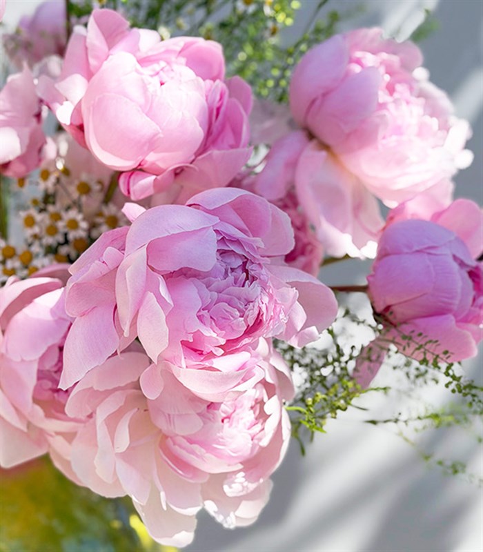 Poplars Pink Effect Limited Edition Pink Peonies in a Vase