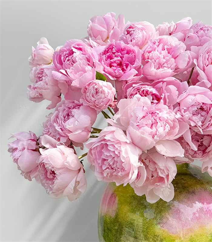 Royal Deluxe Poplars Pink Effect Limited Edition - 100 Pink Peonies in a Vase