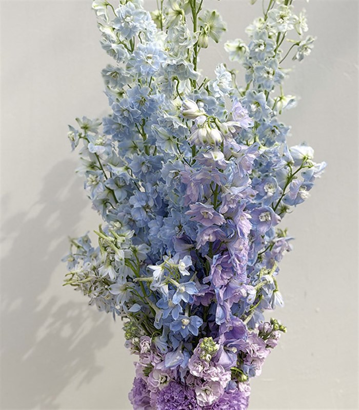 Ombre Ciel Limited Edition Blue Delphinium Arrangement in Mint Vase