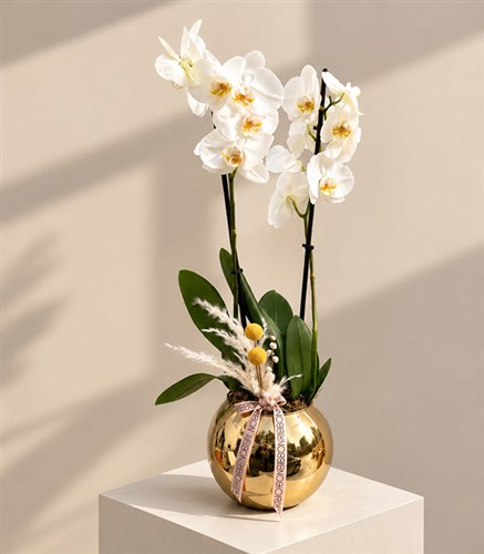 Luxe Gold Vazoda Orkide Beyaz 2 Dallı