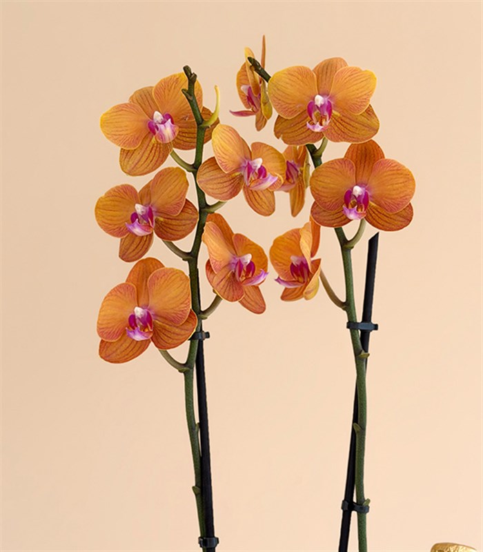 Festiva Pomegranate Orchid 2-Stem Non-Alcoholic Champagne Gift Set