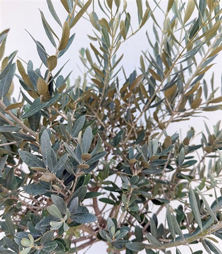 Olivea Hasır Sepette Deluxe Zeytin Ağacı 150 cm