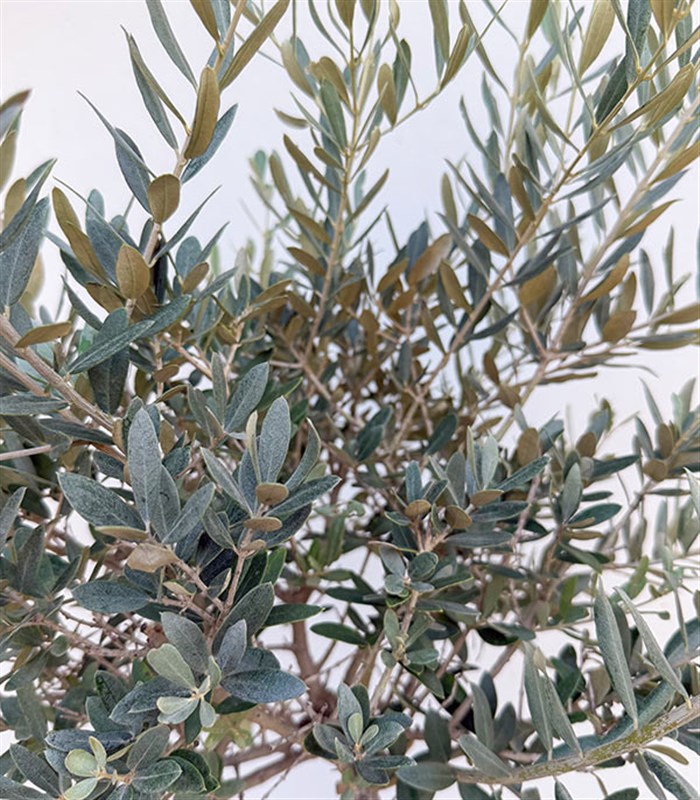 Olivea Hasır Sepette Deluxe Zeytin Ağacı 150 cm