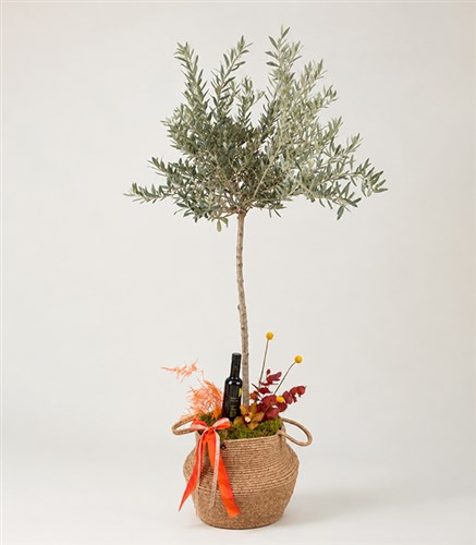 Olivea Hasır Sepette Deluxe Zeytin Ağacı 150 cm