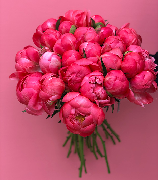 Grand Deluxe 20 Coral Peony Bouquet