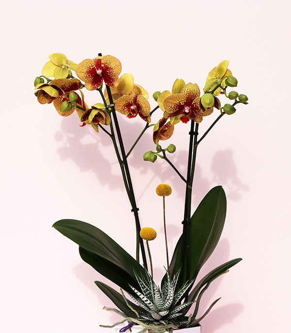 Luxe Silver Vazoda Orkide Sarı