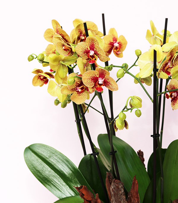 Yellow Orchid Grand Deluxe