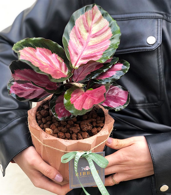 Calathea Bitkisi