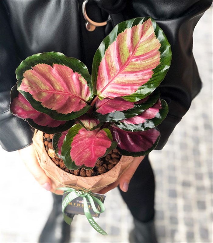 Calathea Bitkisi