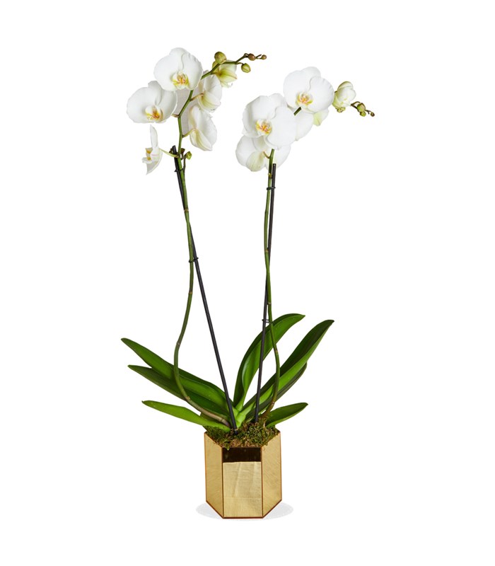 Beyaz Orkide Luxe 2 Dallı