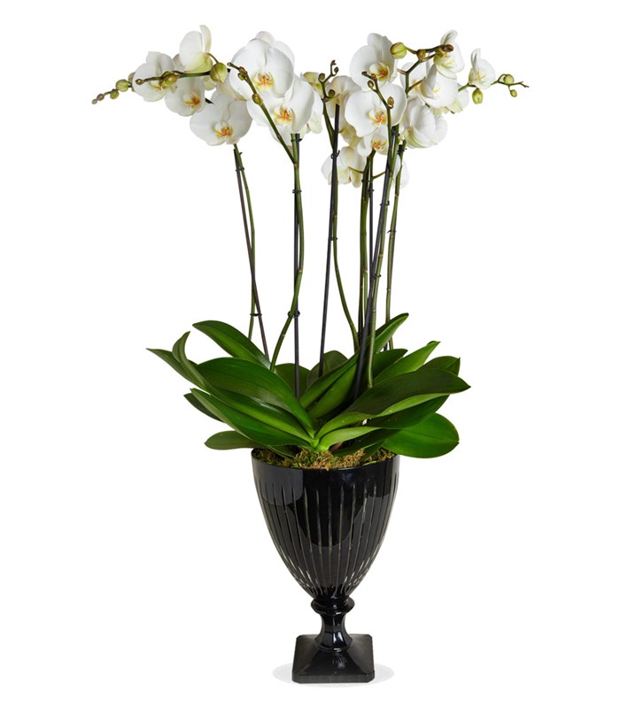 Grand Deluxe Siyah Saksı 6 Dallı Orkide Beyaz