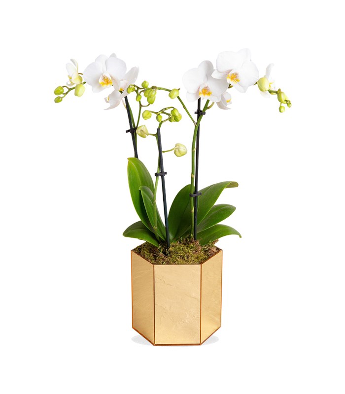 Beyaz Bellisimo Orkide Gold