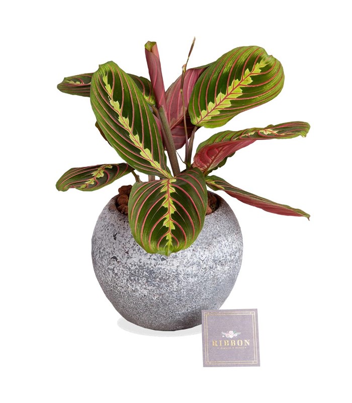 Dolunay Taş Saksıda Maranta Bitkisi